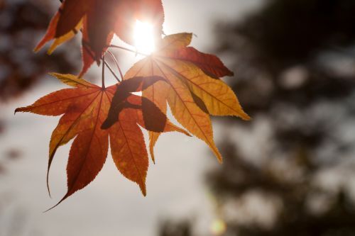 Preparing for Autumn